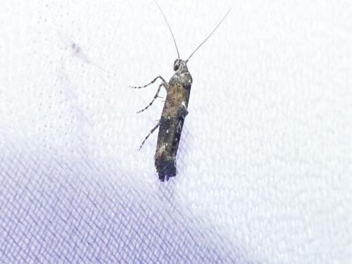 Epermenia chaerophyllella